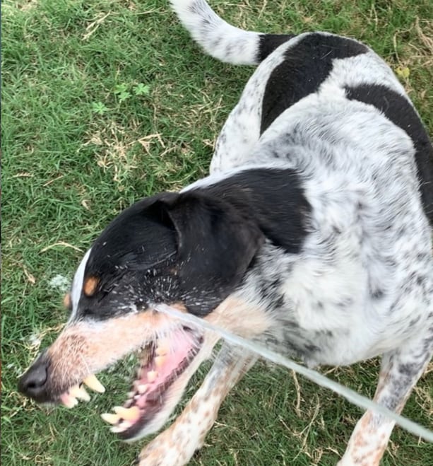 Labrador Mixes Kelpie (Kelpador), Shiba (Shibador), and the Blue Tick